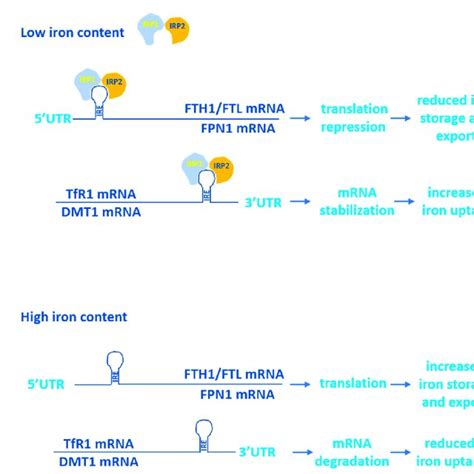 IRP1-and IRP2-dependent control of iron metabolism genes' mRNAs. (A)... | Download Scientific ...