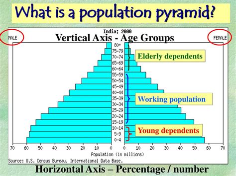 PPT - POPULATION PYRAMIDS PowerPoint Presentation - ID:211380