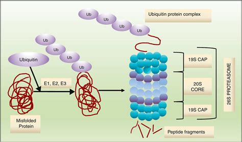 SciELO - Brasil - New proteasome inhibitors in the treatment of multiple myeloma New proteasome ...