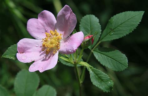 North Dakota State Flower | Wild Prairie Rose