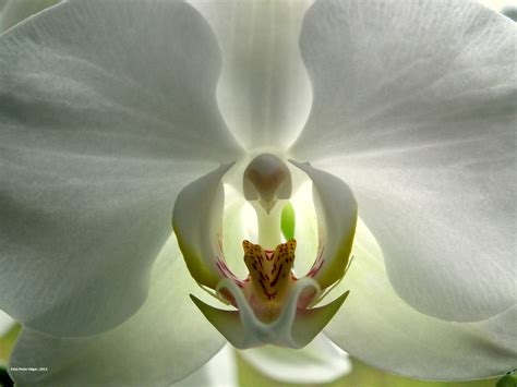 White Orchid Free Stock Photo - Public Domain Pictures