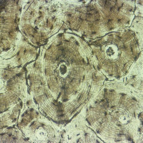 Mammal Compact Bone Slide, Ground c.s. | Carolina Biological Supply