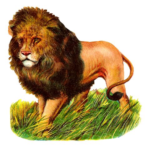 Clipart lion zoo animal, Clipart lion zoo animal Transparent FREE for download on WebStockReview ...