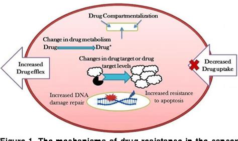 [PDF] The Different Mechanisms of Cancer Drug Resistance: A Brief ...