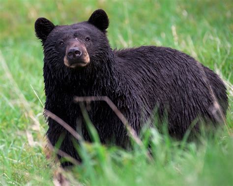 File:Black bear Yellowstone NP 2008.jpg - Tsétsêhéstâhese Wikipedia