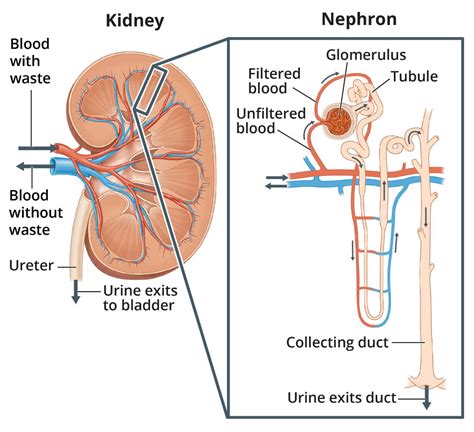 Parts Of The Kidney And Their Functions