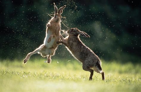 The magical mythology of mad March hares – Country Life