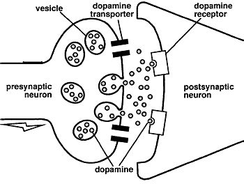 Dopamine Feedback Circuit Diagram