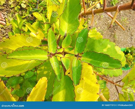 Bryophyllum Leafs are Growing in Garden Stock Image - Image of ...