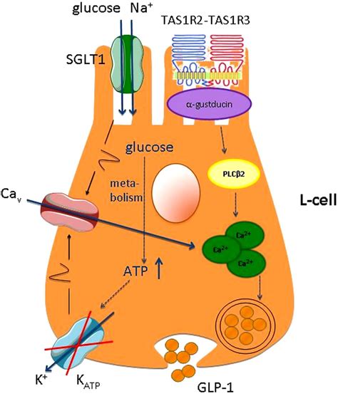 Taste receptors of the gut: emerging roles in health and disease | Gut