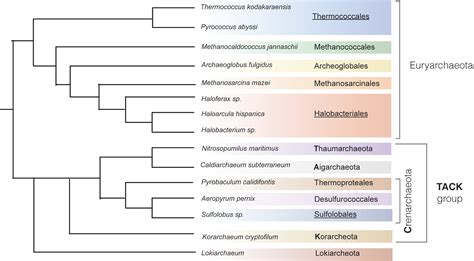 Types Of Archaebacteria