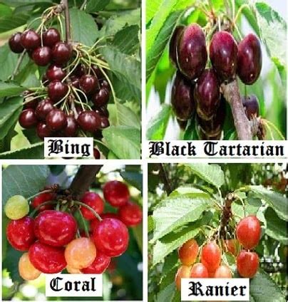 30 Cherry Varieties - Common Cherry Trees For Backyard Growers | luv2garden.com