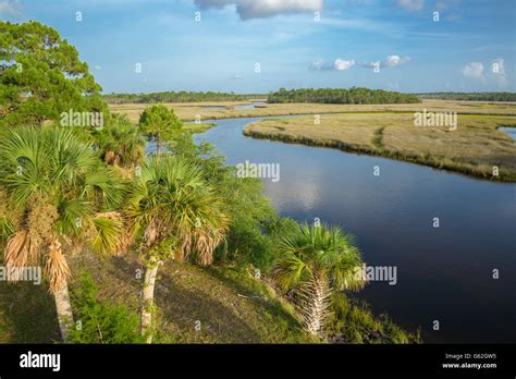 Salt marsh lining Fish Creek, Big Bend Seagrasses Aquatic Preserve ...