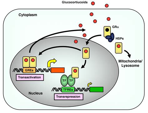 GR Figure 8 - Endotext