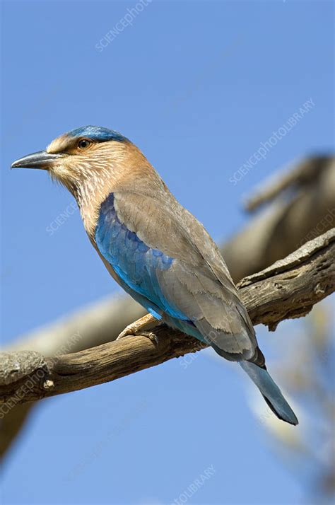 Indian roller - Stock Image - Z884/0092 - Science Photo Library