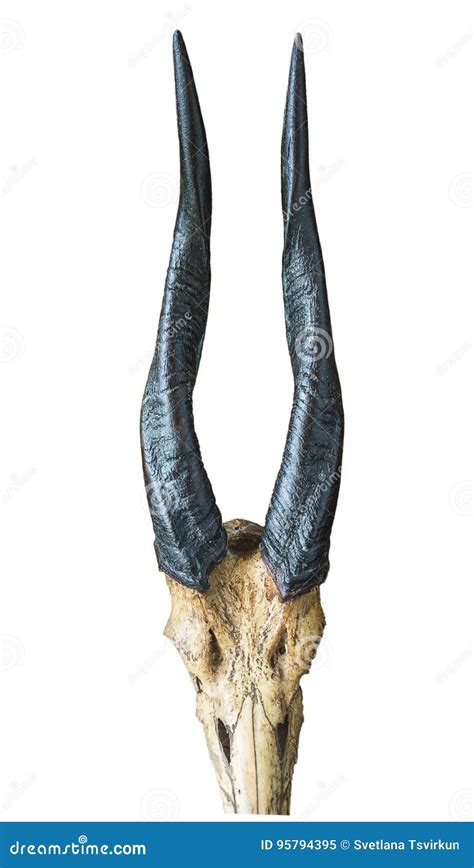 Antelope horns stock image. Image of horns, africa, antelope - 95794395