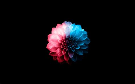 3840x2400 Flower Oled Dark 5k 4K ,HD 4k Wallpapers,Images,Backgrounds ...