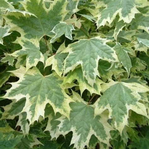 Acer 'Norway Maple' Variegated Maple 13" Pot - Hello Hello Plants ...