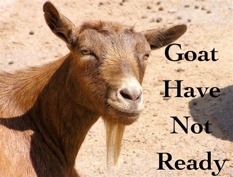 Goat Meme | Memes, Goats, Wake