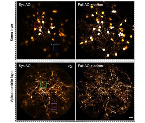 Adaptive optics microscopy for fine live imaging | Qu Lab @ HKUST