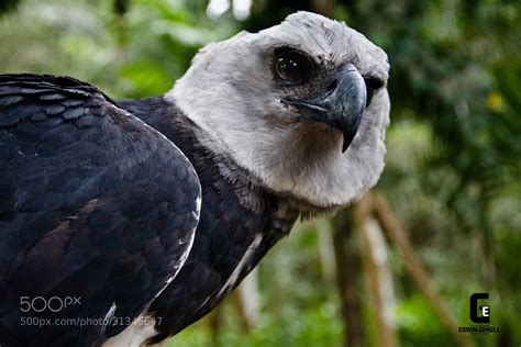 Photograph aguila arpia by Edwin Graell on 500px