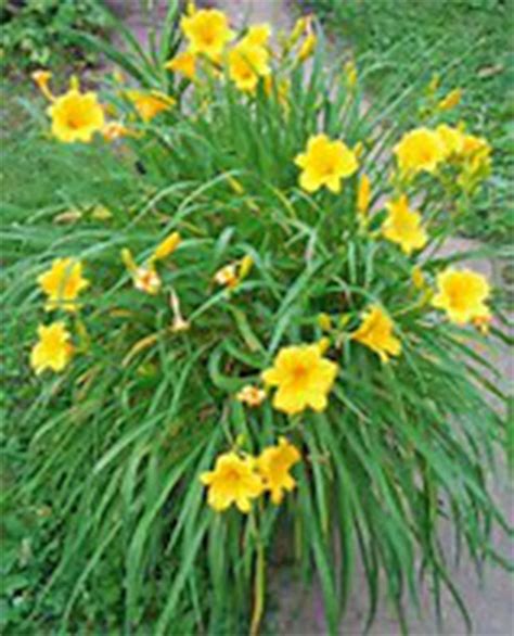 Large and colorful, daylilies are easy to grow and edible | Day lilies ...