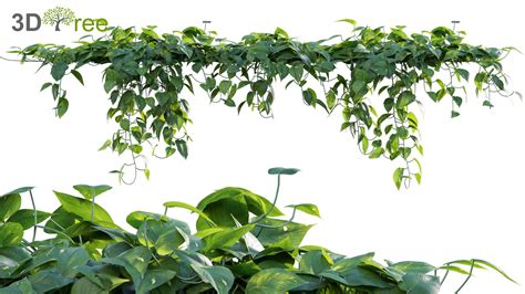 Epipremnum aureum - Money plant - 02 (3D model) - 3DTree