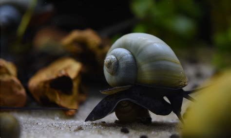 Mystery Snail Male Vs Female