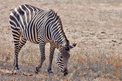 Mozambique receives 91 Kruger zebras for wildlife restoration – ineews the best news