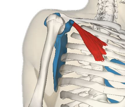 Pec Minor: The Hidden Culprit of Rotator Cuff Injuries | Synergy Healthcare