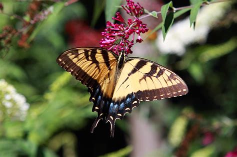 Beautiful Butterfly Pollination Photograph by John Lan - Fine Art America