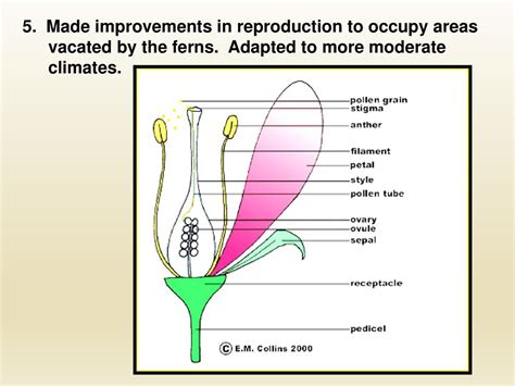 KINGDOM PLANTAE Vascular Plants Phylum Tracheophyta Seeds - ppt download