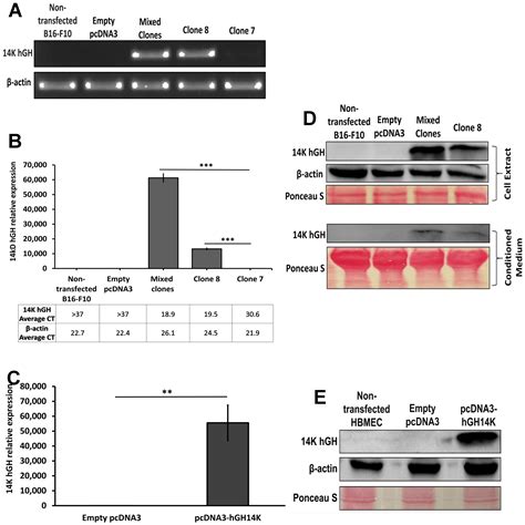 IJMS | Free Full-Text | The 14-Kilodalton Human Growth Hormone Fragment ...