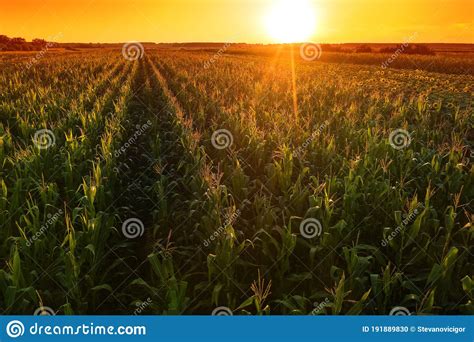 Beautiful Corn Field in Sunset, Drone Footage Aerial Shot Stock Photo - Image of maize, horizon ...