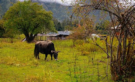 Grazing Cattle Photography Background, Herd, Earth, Sky Background Image for Free Download