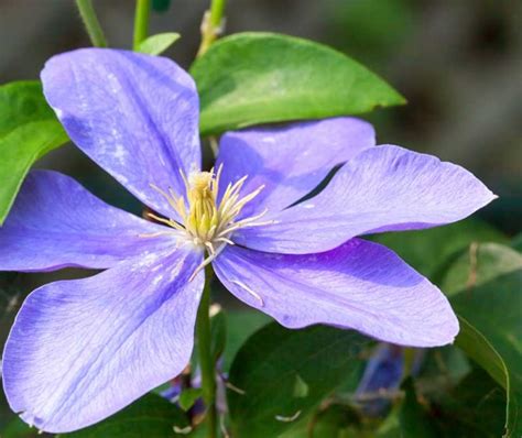 20 Different Types of Clematis (Photos) - Garden Lovers Club