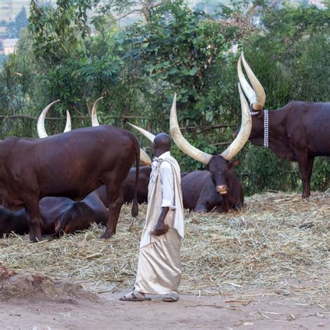 Ankole long horned cattle - Uganda cows with long horns | Ankole cows