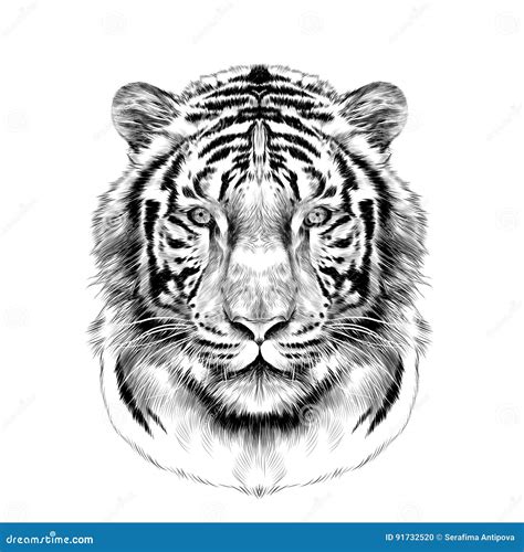 Tiger Face Sketch