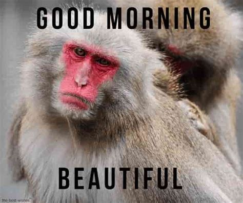 24 Super Funny Good Morning Images with Monkey