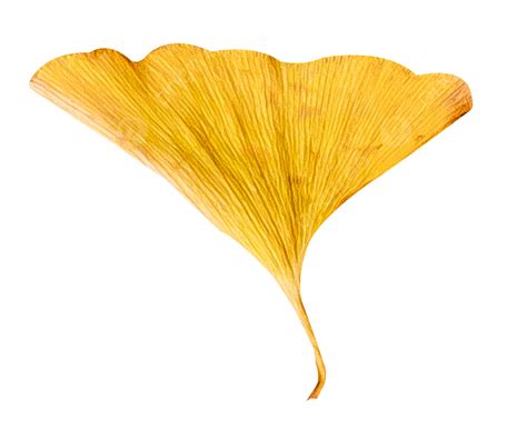 Ginkgo Biloba Leaves, Ginkgo Biloba, Fallen Leaves, Plant PNG Transparent Image and Clipart for ...