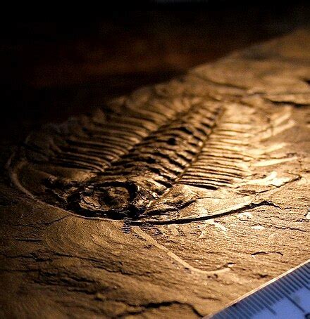 Cambrian - Simple English Wikipedia, the free encyclopedia