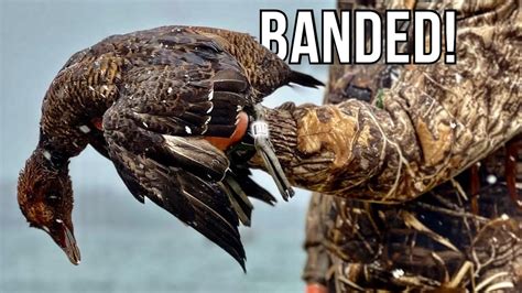 Sea Duck Hunting | Banded Eider! - YouTube