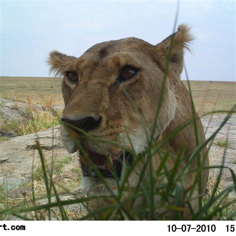 Conservation news on Lions