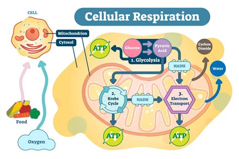 Cellular respiration - Definition and Examples - Biology Online Dictionary