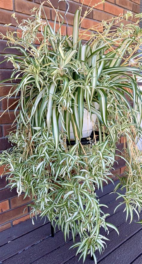 Found this absolute unit of a spider plant for only $12.99 today! : r/plants