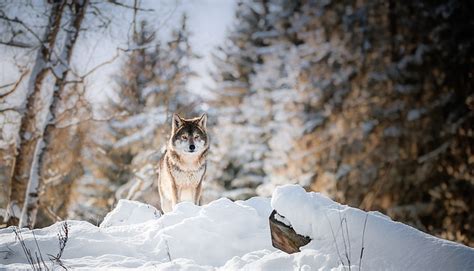 Online crop | HD wallpaper: winter, snow, nature, wolf, animals, animal ...