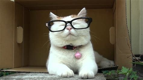 🔥 [50+] Cat Wearing Glasses Wallpapers | WallpaperSafari