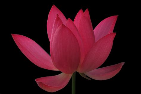 Red Lotus Flower - Flower HD Wallpapers, Images, PIctures, Tattoos and Desktop Background