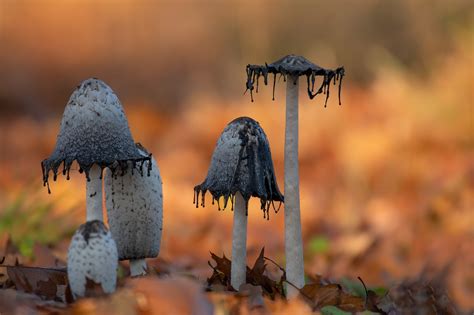 Download Macro Nature Fall Mushroom HD Wallpaper by Anke Kneifel