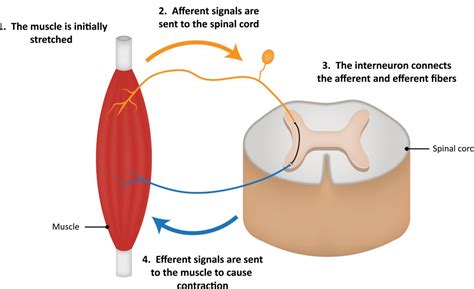 The Science of Yogic Stretching and the Nervous System - Green Lotus Yoga